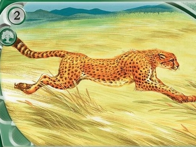 cheetah