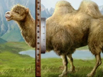 host-creature â€” camel