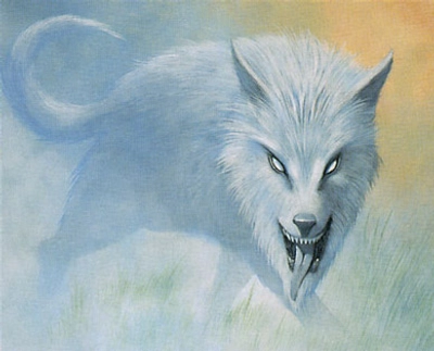 illusion-hound