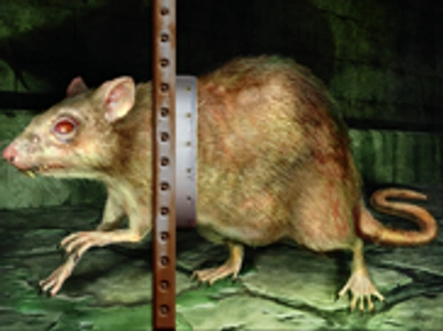 host-creature â€” rat