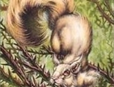 squirrel